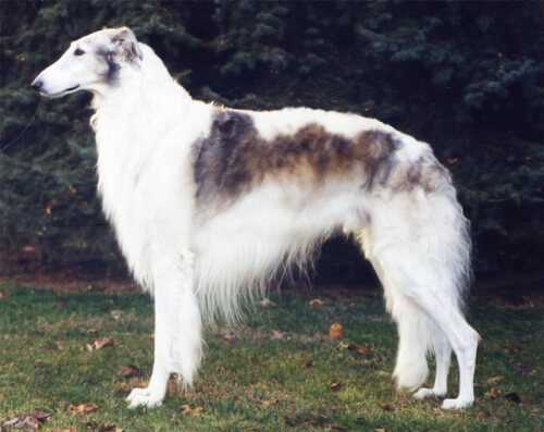 Borzoi dog standing in the grass White and brown Borzoi dog breed standing in the grass