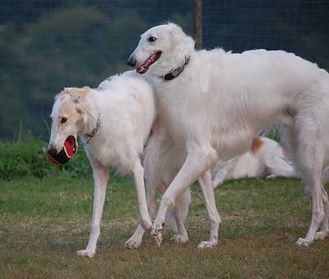 Two Borzoi dogs close together outside. two borzois dogs together outside