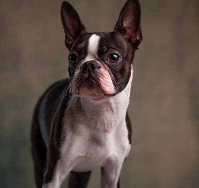 Boston Terrier dog standing image