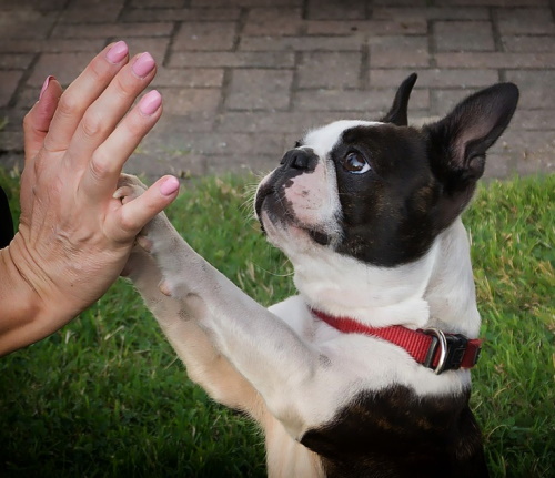 Boston Terrier giving a high five