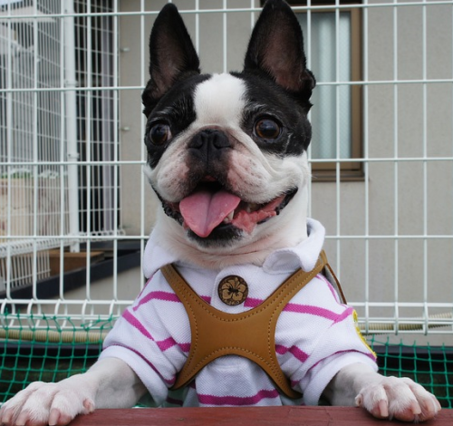 Boston Terrier head and shoulders wearing harness and shirt looking forward with white wire fence in background