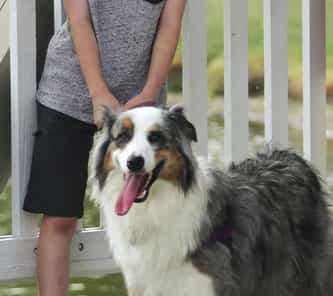 boy holding on to dog