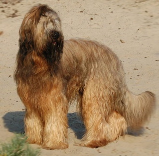 Briard Dog standing in sandy terrain