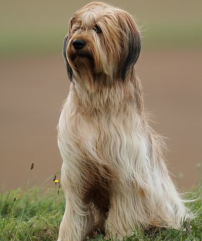 Briard dog sitting in the grass