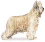 Briard dog illustration in standing profile