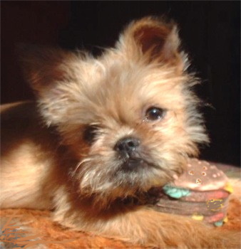 Brussels Griffon Puppy Brussels Griffon puppy lying down