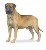 Bull Mastiff dog