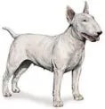 Bull Terrier dog breed illustration