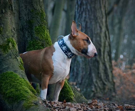 Bull Terrier standing in the trees