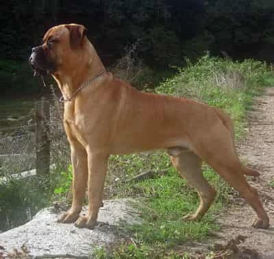 Bullmastiff dog in a standing pose outside Bullmastiff dog in a standing pose against a rock outside