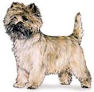 Cairn Terrier dog breed illustration