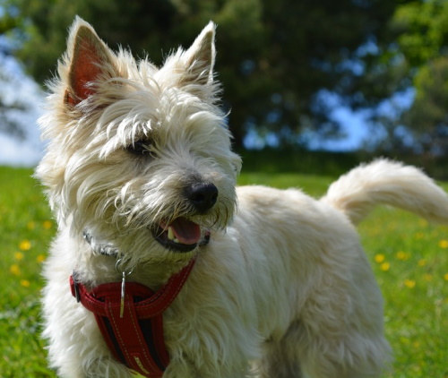 Cairn Terrier standing outside in pretty scenery cream color cairn terrier standing outside