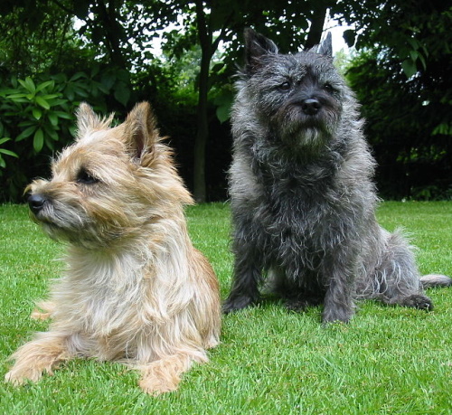 Light and Dark Cairn Terriers in the grass