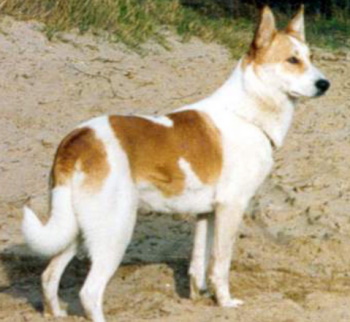 Canaan dog standing outside