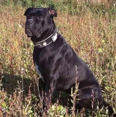 Cane Corso mastiff dog sitting outside Cane Corso black mastiff dog sitting outside in tall wild grasses