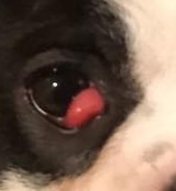 dog with cherry eye