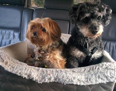 car seat with two small dogs inside