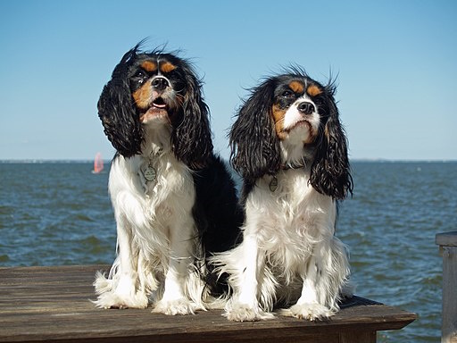 are bones safe for cavalier king charles spaniel puppies