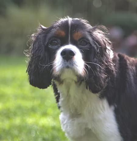 Cavalier King Charles Spaniel, Head and Shoulders, Standing Outside Cavalier King Charles Spaniel, head and shoulders with darker coat, standing outside against muted foliage looking at the camera