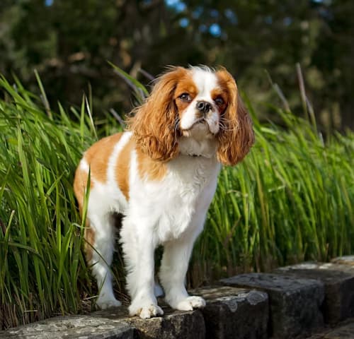 Cavalier King Charles Spaniel Standing on a Low Fence in a Garden Cavalier King Charles Spaniel standing on a low fence in a garden