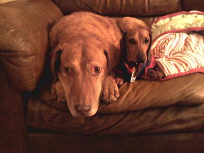 My Chessie and my Doxy :)