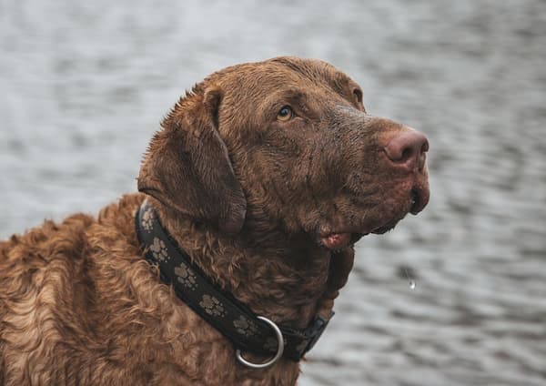 Chespeake Bay retriever standing in profile near or in the water in 