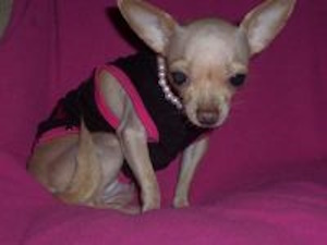 Chihuahua wearing coat and necklace