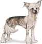 chinese Crested dog breed image