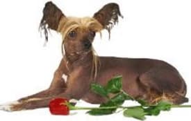Chinese Crested dog lying down with a red rose alongside
