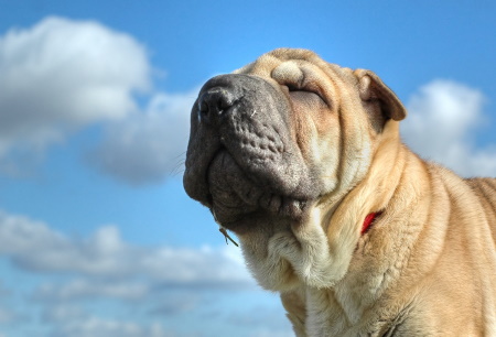 Chinese Shar-pei dog facing upward to a blue sky
