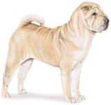Chinese shar-pei dog standing illustration