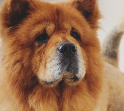 Chow Chow dog up close