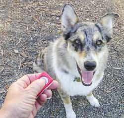 clicker training