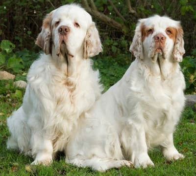 Two clumber spaniels sitting in the grass Two clumber spaniels sitting in the grass