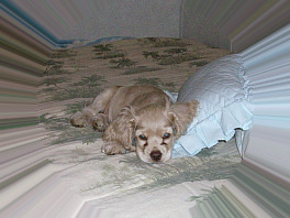 Simba -  As A  Puppy