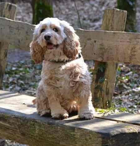 Young Cocker Spaniel on Bench Young Cocker Spaniel