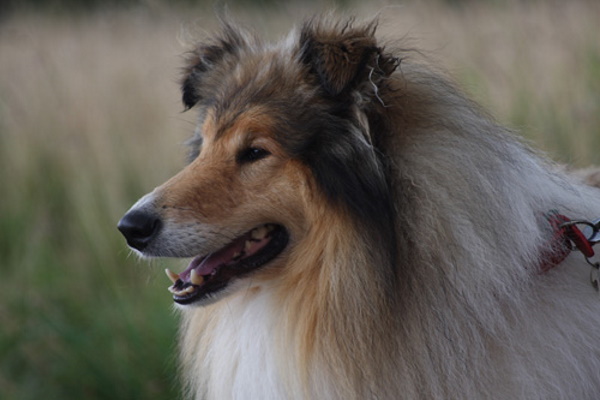 Collie dog portrait head and shoulders