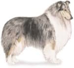 Collie Dog Standing Illustration Collie dog standing illustration