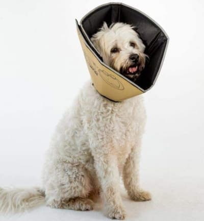 dog cone