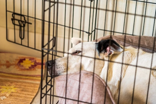 dog resting inside a dog crate dog resting inside a dog crate