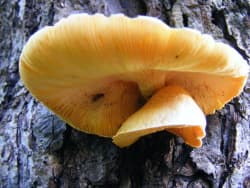 fungus growing on tree