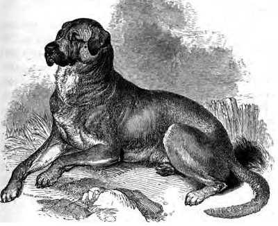 Illustration of Cuban Mastiff, extinct dog breed Illustration of Cuban Mastiff, extinct dog breed