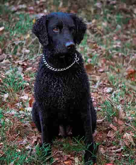 Curly-coated retriever