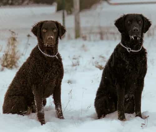 curly-coated retrievers