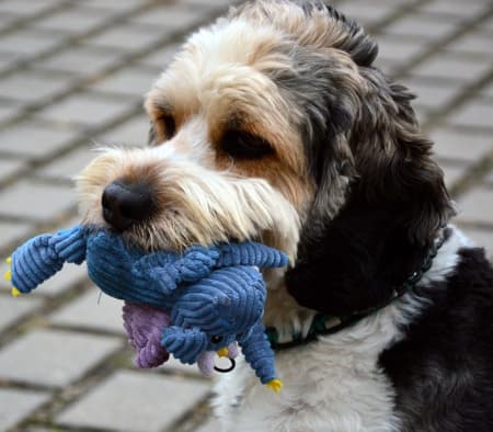 Dog With Soft Toy cute dog with soft toy in mouth