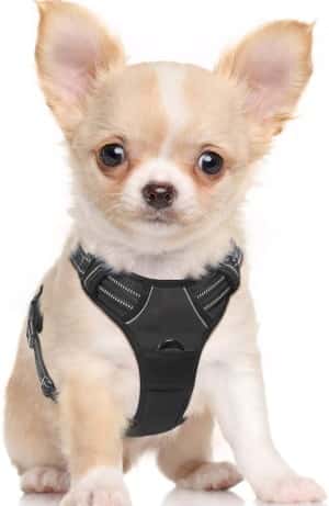 small dog harness by rabbitgoo