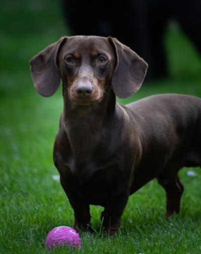 Dachshund standing in the grass with a pink ball at his feet