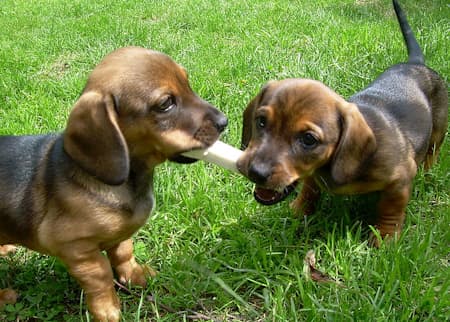 Dachshund puppies playing in the grass 