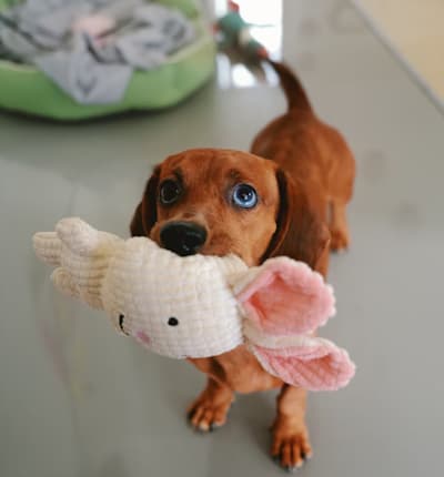 Dachshund with toy in his mouth