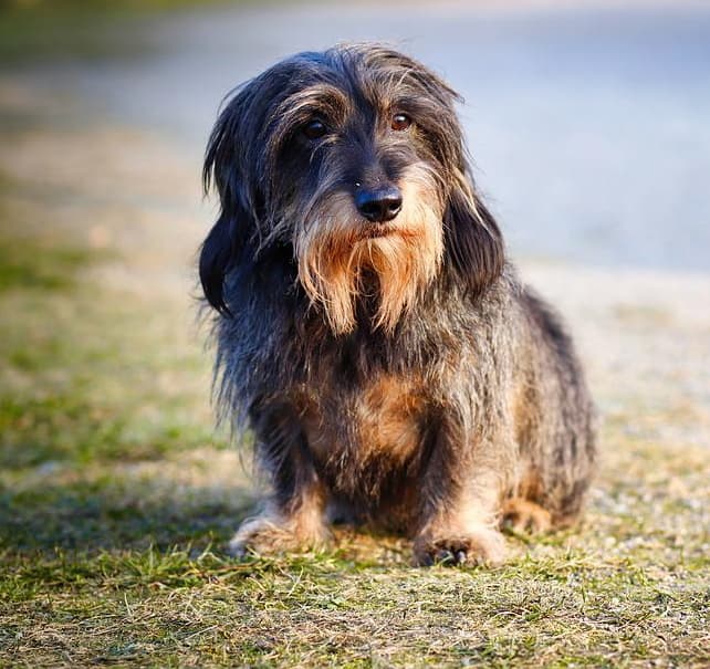 Dachshund with wire-haired coat sitting outside